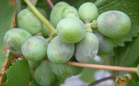 葡萄常见的6种病害及用中草药靓果安杀菌剂套餐防治方法
