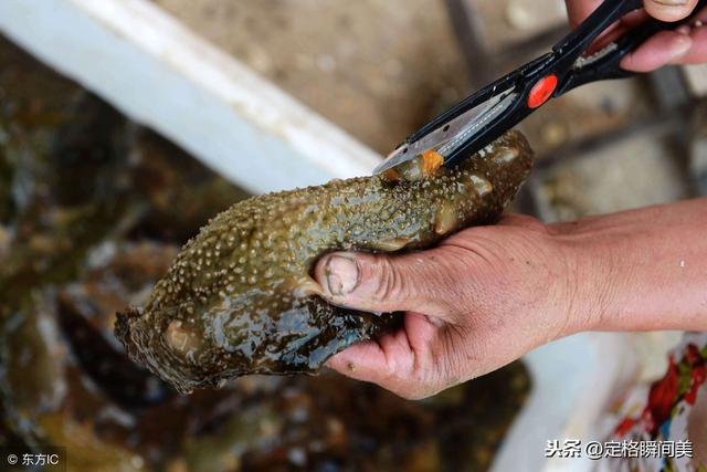 冬季海参肥 职业捞参"海猛子"月薪过万 高收益伴随