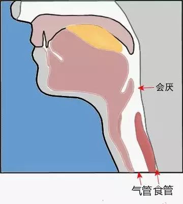 平时它敞开着,气体可自由出入呼吸道;当吃东西时,会厌会翻下来把声门