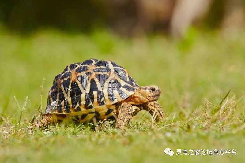 为你的陆龟打造一个花园般的室外饲养环境