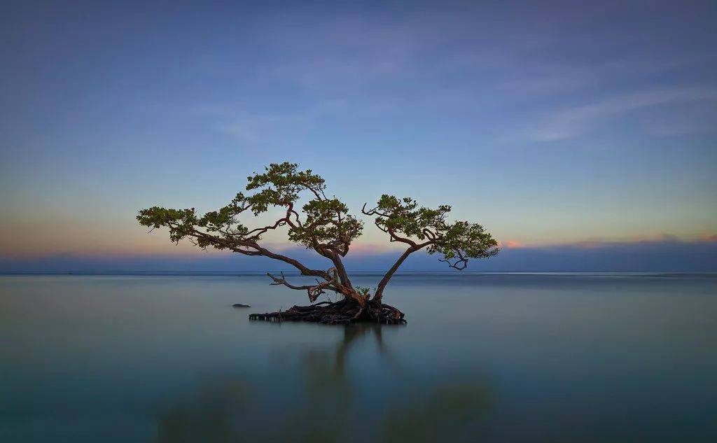 心理测试:4棵树哪一个最孤独,测你是个能耐得住寂寞的
