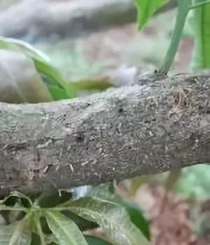 芒果树干枯死流胶开裂,罪魁祸首或许就是这些蛀干害虫