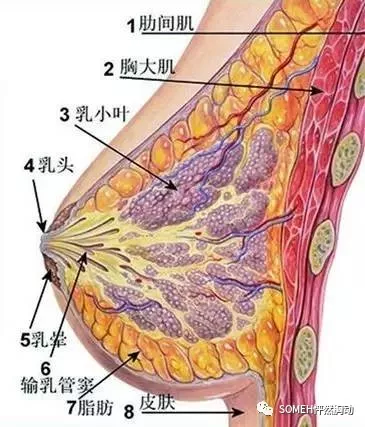 关注乳房健康,"粉红丝带"一直在行动