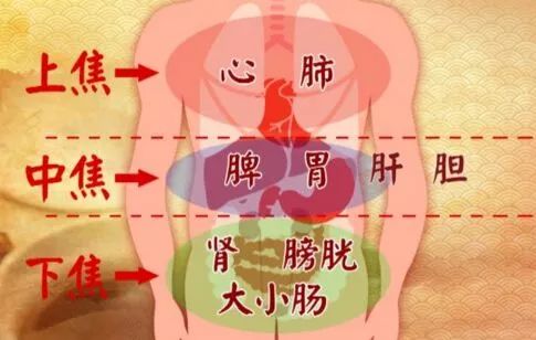 因为脏腑概念与解剖学的脏器概念不同,中医学将三焦单独列为一腑,并非