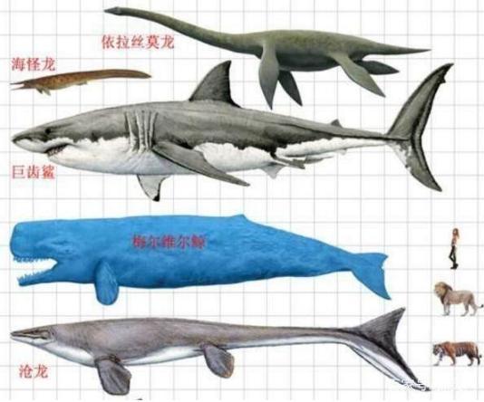 如果巨齿鲨遇上梅尔维尔鲸,狭路相逢谁能胜?