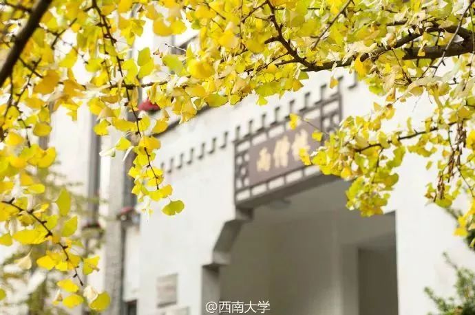 荟文楼,杏园食堂,中心图书馆,计信院大楼……漫天的金黄,让西南大学