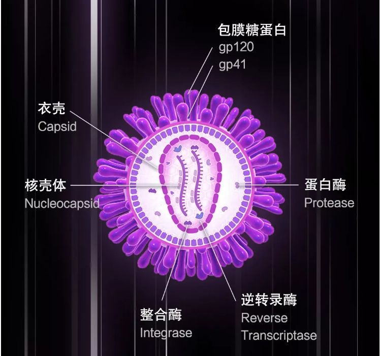 你真的了解艾滋病的传播途径吗有些看似高危的行为其实很安全