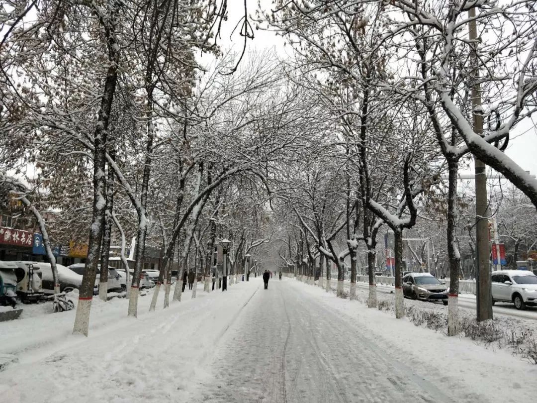 一幅幅醉美的雪景图片让石河子这场大雪吸引了全国人民的眼球