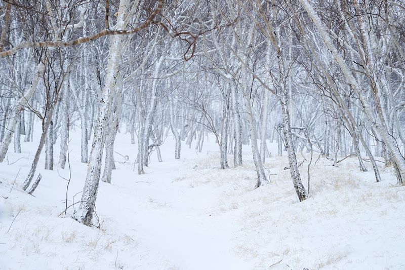 嗨皮士东北雪国升级版一场关于雪的奇幻旅行这个冬季共赴一场冰雪奇缘