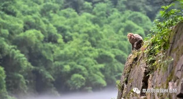 水拥两岸 小舟任游猿声回荡在空旷的峡谷林寒涧肃的阴冷凄凉着李白