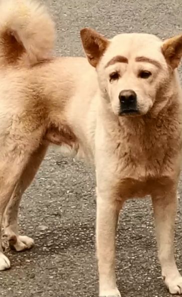 湖南商学院附近的一条流浪狗自带“妆容”，在网络上走红了