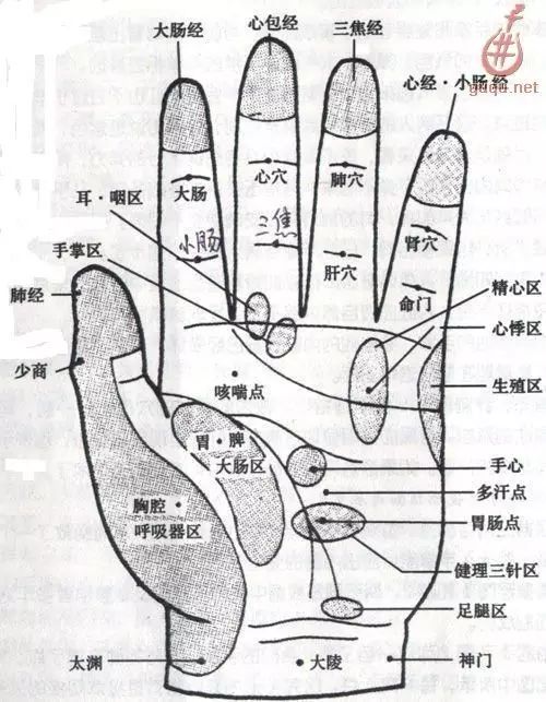 4.无名指:对应三焦经络,肺和呼吸系统器官;3.