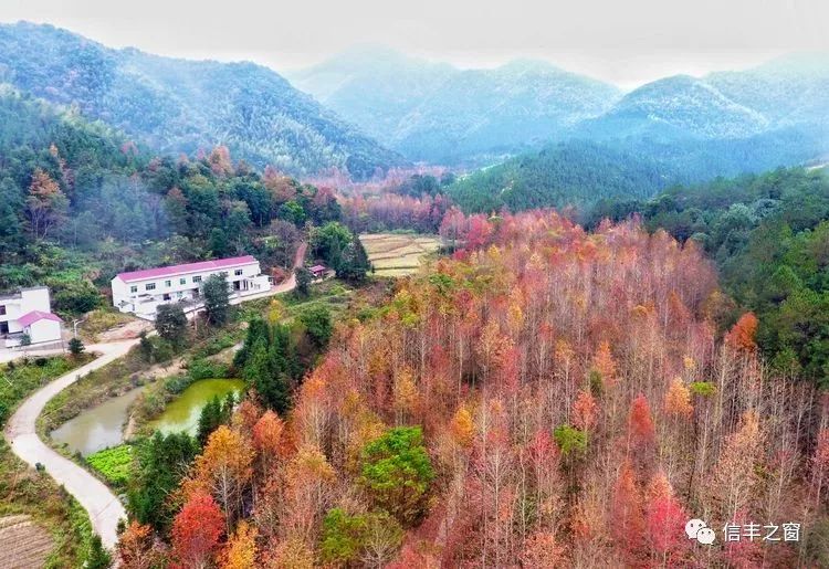 新田坪地山千亩枫林位于坪地山村的西面,林内覆盖有大面积的枫树