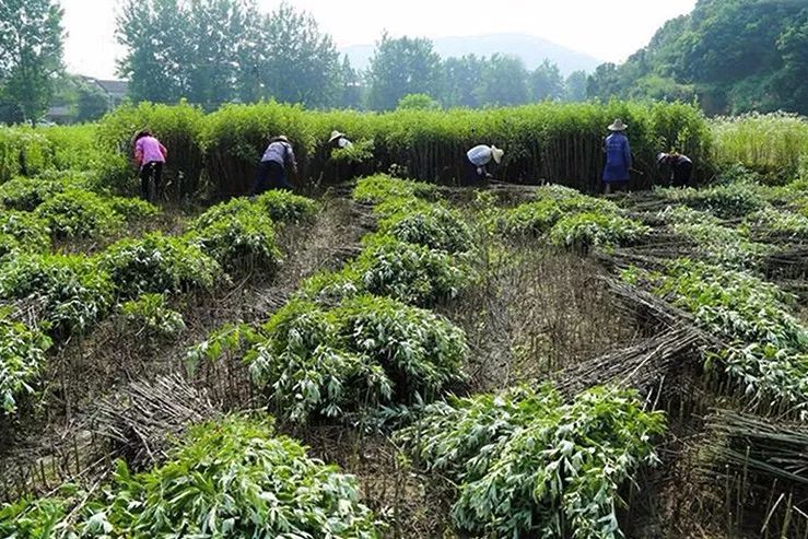 和普通艾草相比,蕲春艾香浓郁,其精油的出油率也高出普通艾草两倍.