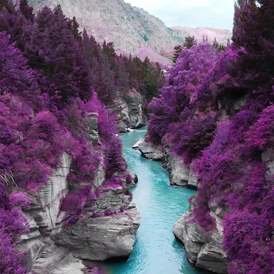 满山紫色的树,蓝色的水,太美了