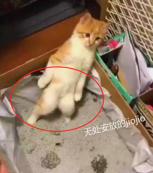 小橘猫站在猫砂盆里无处下脚,嫌弃模样萌翻了:我想换铲屎官