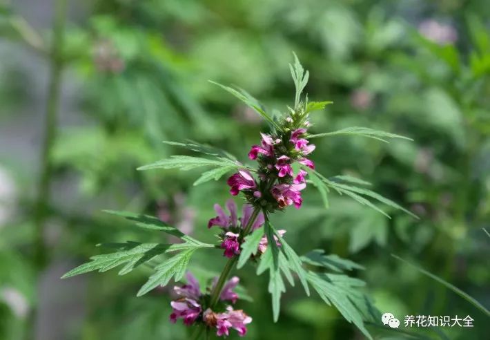 每日一花|茎籽功高名益母,兹生大补女神栽——益母草