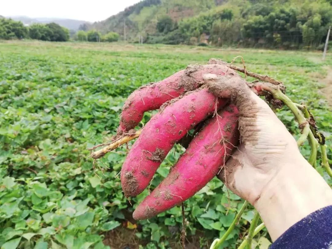 软糯甘甜,入口即化的红蜜薯丰收却惨遭难销,现挖现发别让大山深处的