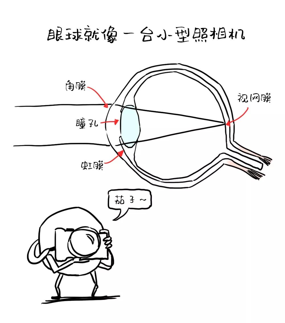 外面厚厚的白色膜叫 巩膜