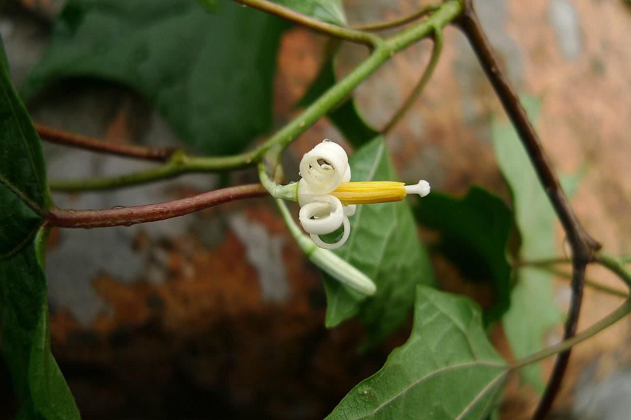 山里这种植物,人称"白龙须,一身是宝,根还是民间风湿良药