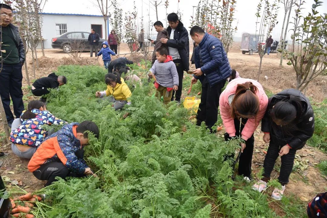 生活实践拔萝卜活动剪影