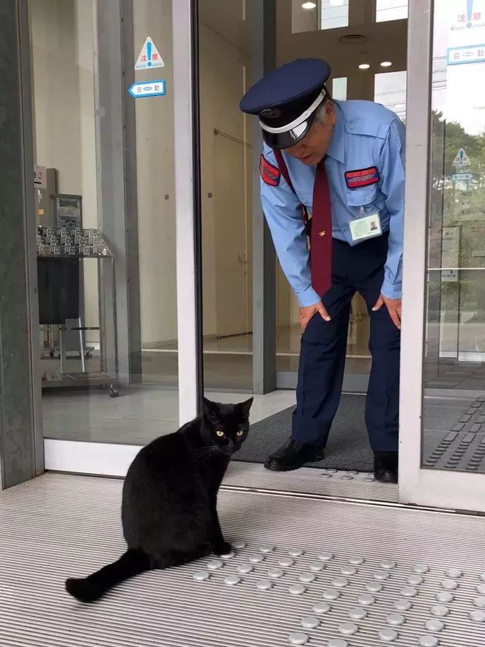 日本这只猫火了,每天硬闯美术馆!门卫大叔:天天来,简直亚历山大!