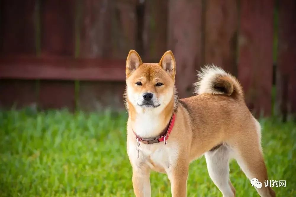 秋田犬和柴犬傻傻分不清楚 日本