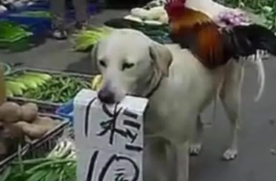 鸡犬什么什么的成语_成语故事图片(3)