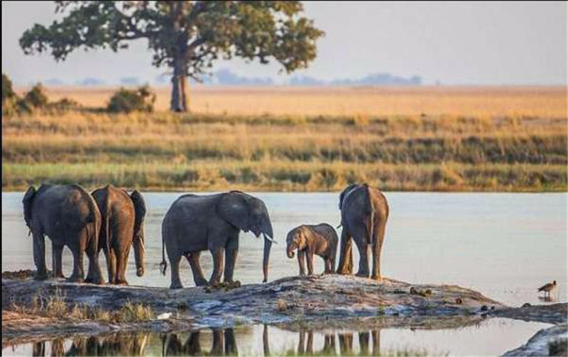 象群过河竟然出现这么壮观的场面,为了保护小象做出如此举动!