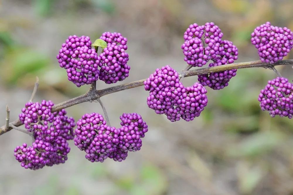 乡土植物紫珠秋季野果中的颜值担当