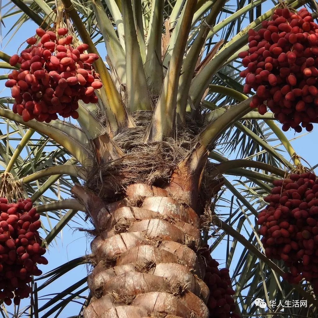 Palm Springs Date Shake Recipe: A Creamy Delight You Can't Resist