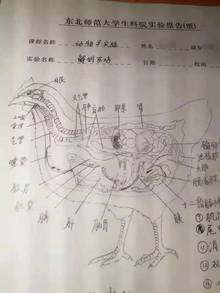 完整的家鸡解剖图 显微镜下的草履虫 一张张实验报告都十分完整 生科