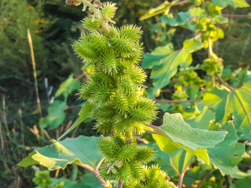 来看看那些呼伦贝尔你不知道的野生植物吧_喇叭花