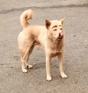 湖南商学院附近的一条流浪狗自带“妆容”，在网络上走红了