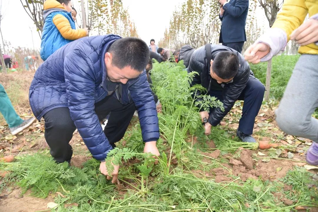 生活实践拔萝卜活动剪影