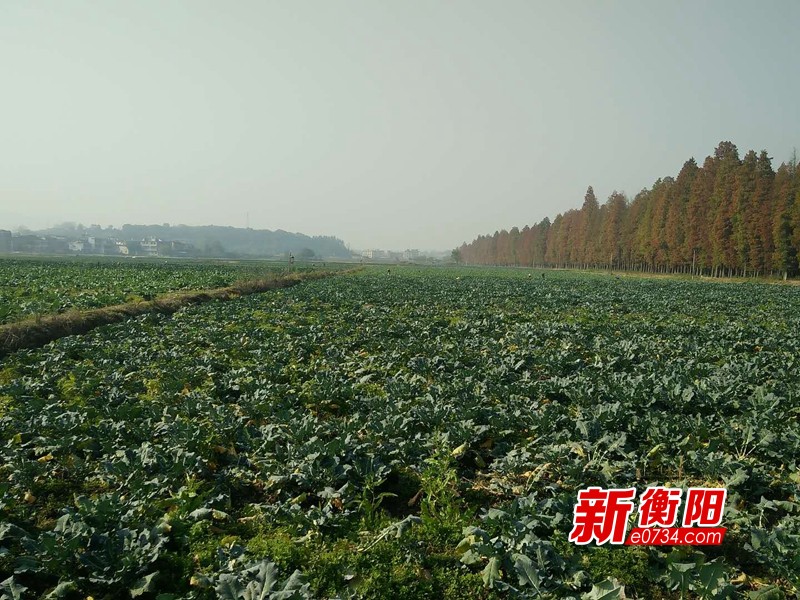 祁东多少人口_湖南衡阳祁东美女(3)