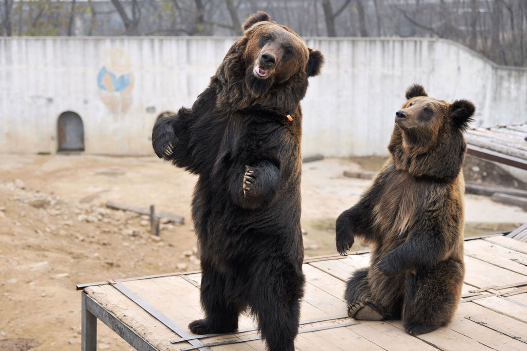 熊大至熊五 青岛有群可爱的棕熊 非常搞笑