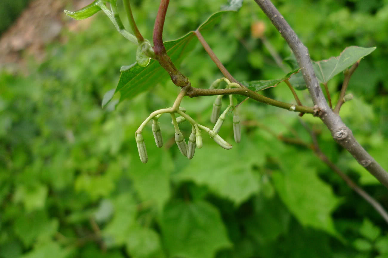 山里这种植物,人称"白龙须,一身是宝,根还是民间风湿良药