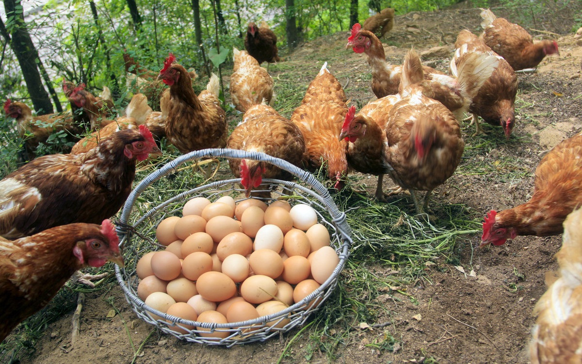 农村土鸡蛋营养价值高,为什么城里人却不愿意买?专家说的有道理