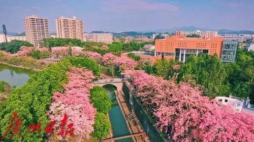 从化这所高校的花已经美成这样了!_华软学院