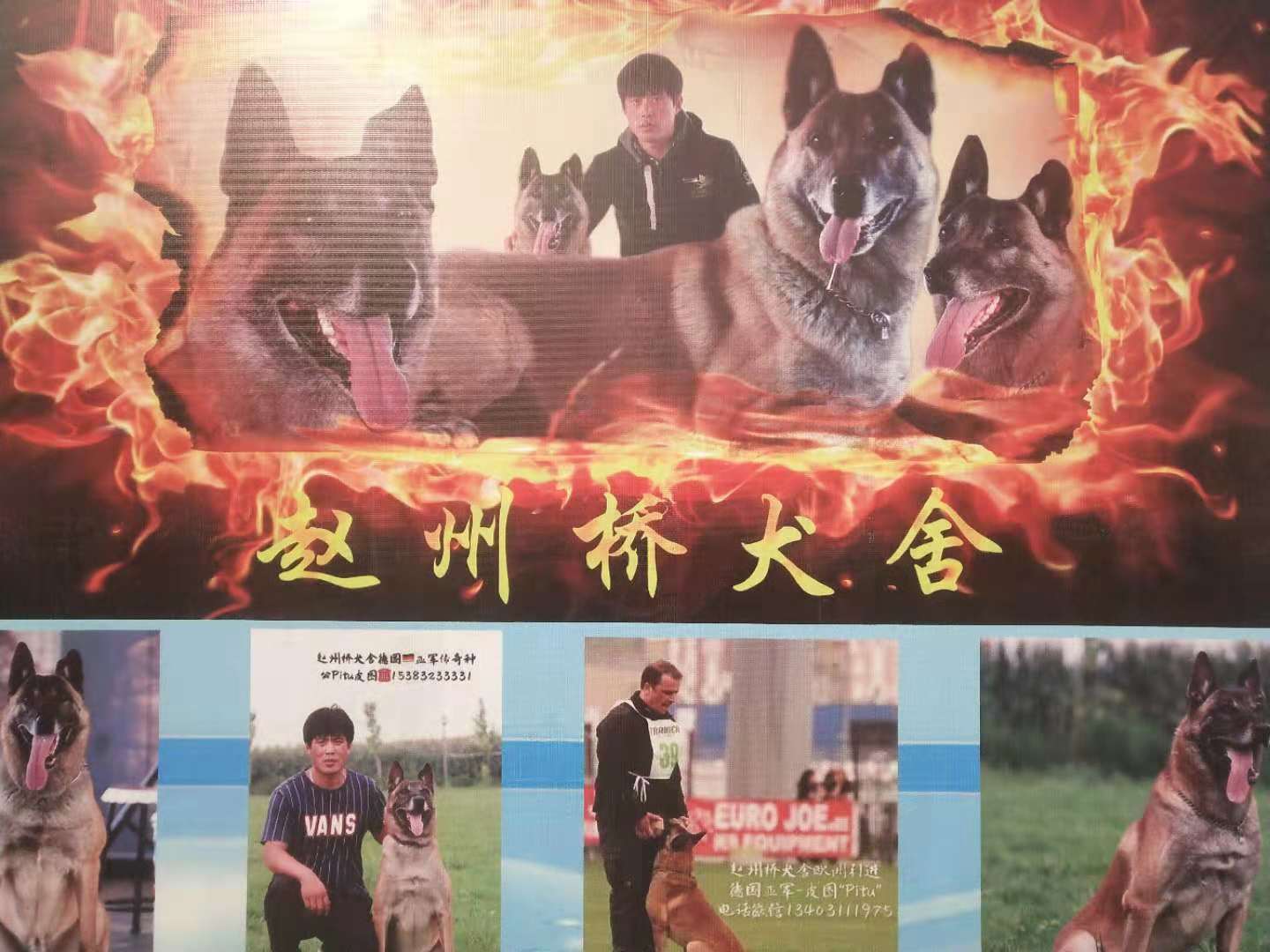 河北赵州桥犬业李浩忠诚能长久实在才常在图文