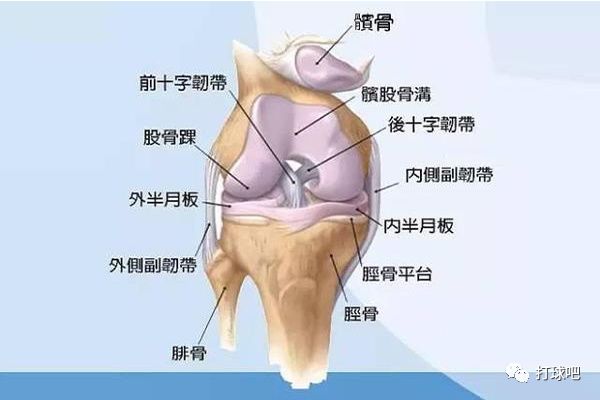 膝关节组织结构图