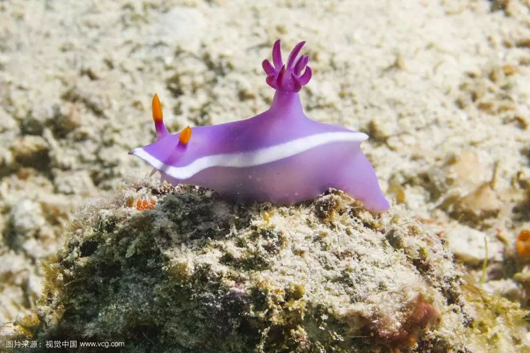 每天认识一种鱼(436)丨海蛞蝓:第一种可生成叶绿素的动物!