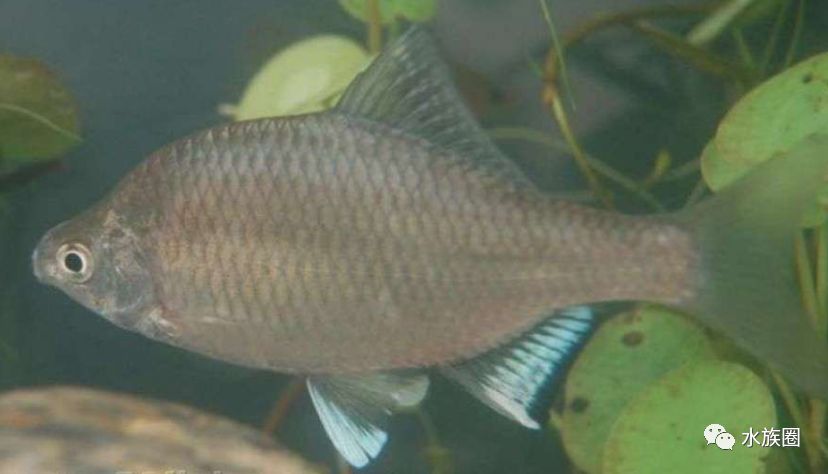 原生鱼之鳑鲏鱼,钓友讨厌它,水族爱好者追捧,曾烂大街现在是稀有观赏