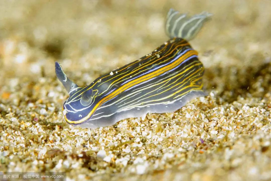 每天认识一种鱼(436)丨海蛞蝓:第一种可生成叶绿素的动物!
