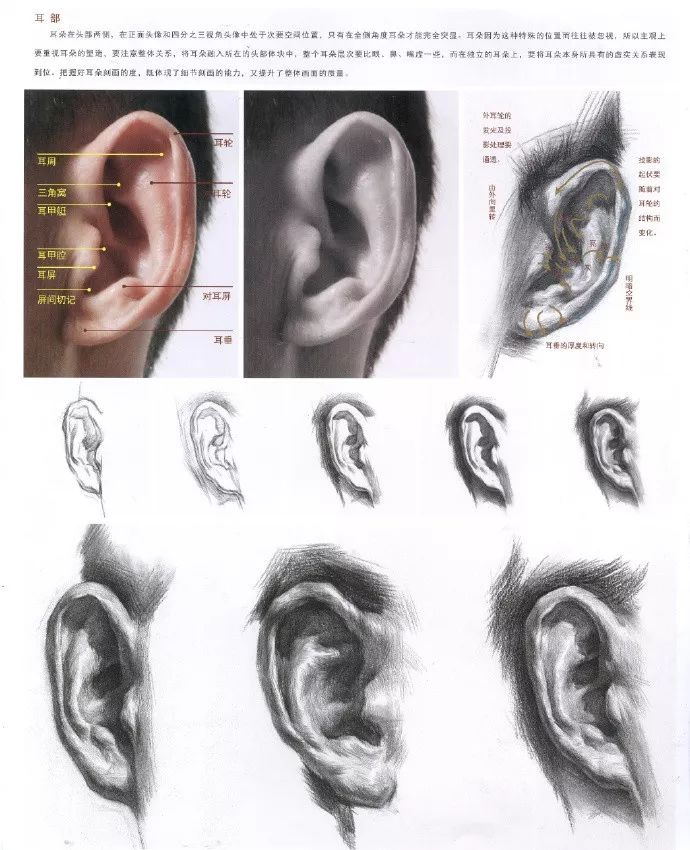 很多人画头像时,经常把耳朵忽略掉,简单几笔概括就成了一张素描头像.