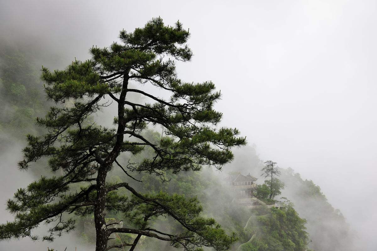 咏松诗词精选一十八首岁寒只孤秀万木非吾侪