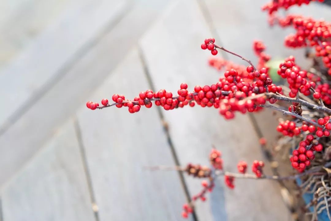 火棘冬青红豆茵芋这些花材怎么长得那么像