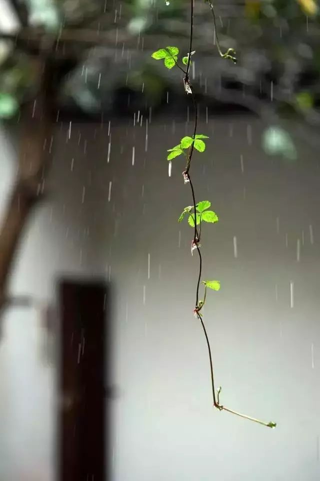 听雨