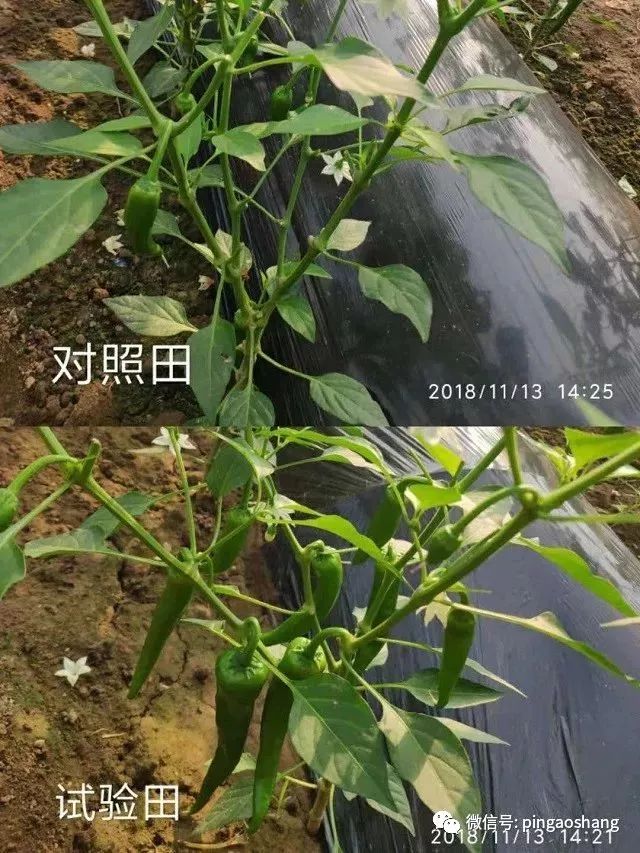 辣椒开花坐果这么好,原来大家都用它